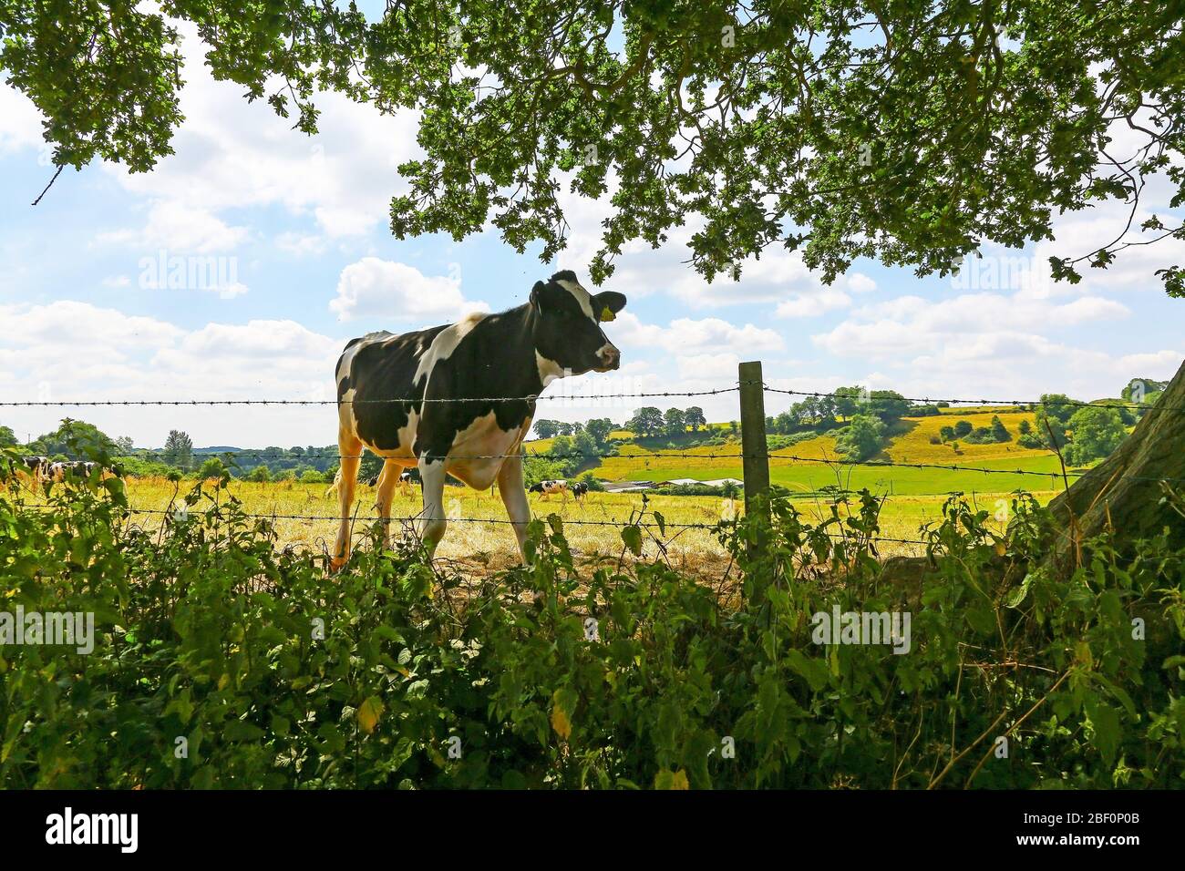 Une vache laitière frisonne dans un pâturage ou un champ agricole regardant une clôture en fil barbelé vers la caméra, Somerset, Angleterre, Royaume-Uni Banque D'Images