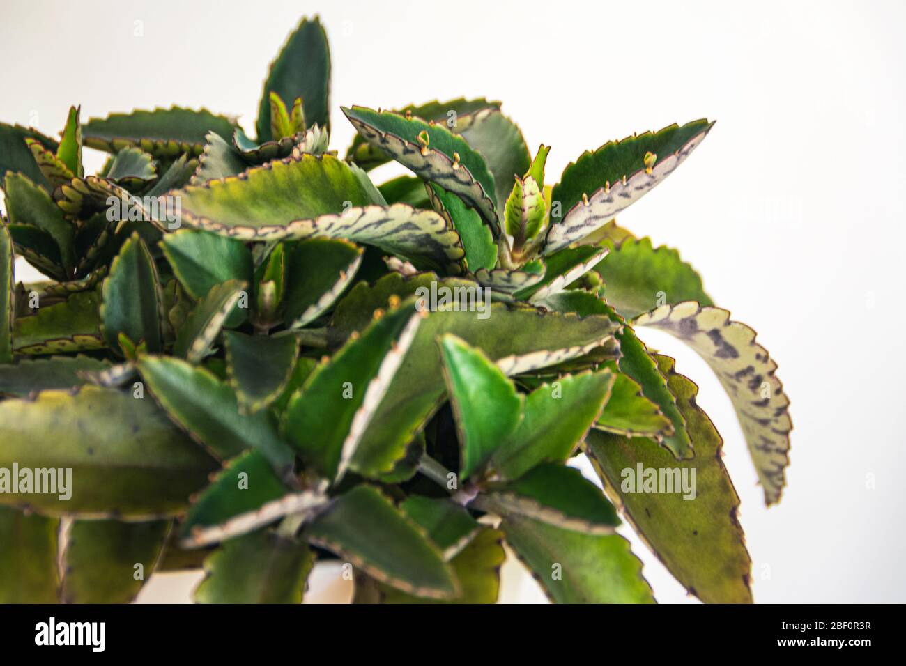 Gros plan sur les superbes feuilles à motifs de la maison de 'Mther of milent' (Kalanchoe daigremontiana) sur un fond blanc. Banque D'Images