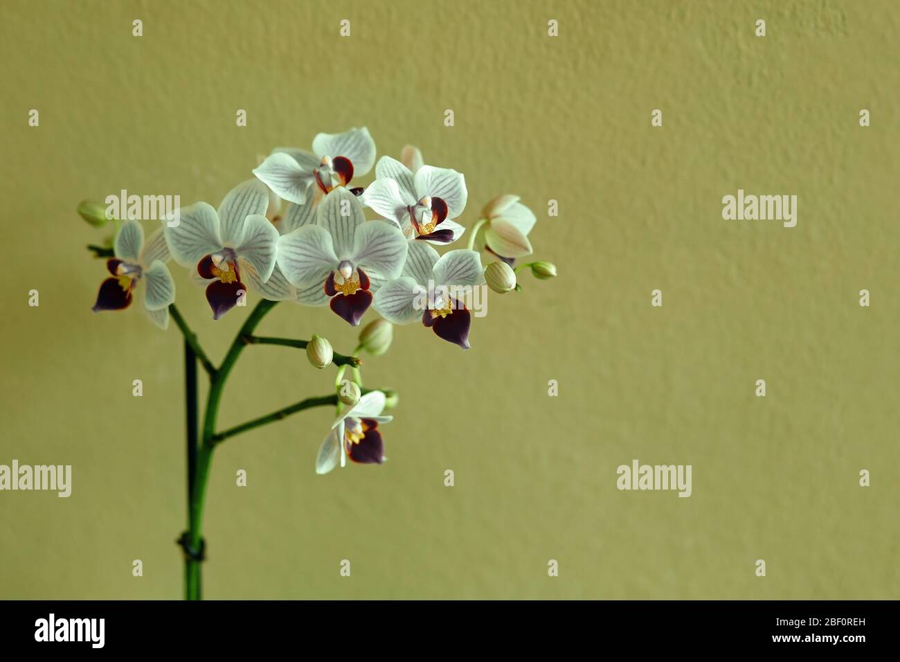 Orchidée phalaenopsis blanche et violette devant un mur vert texturé Banque D'Images