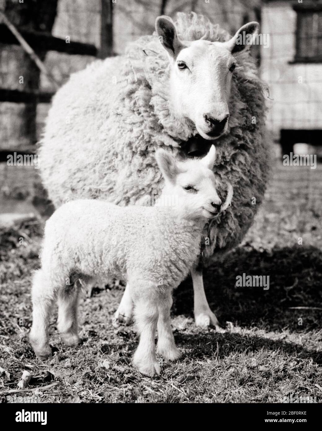 ANNÉES 1950 MOUTONS CHEVIOT EWE ET AGNEAU DEBOUT ENSEMBLE DANS LE BARYARD REGARDANT LA CAMÉRA - S7697 HAR001 HARS DANS LES ÎLES BRITANNIQUES RACES DE LA PROGÉNITURE DE FIBRES EWE MAMANS CROISSANCE MUTONS OVIS ARIES TOGETHNESS BARNYARD NOIR ET BLANC HAR001 BÉTAIL ANCIENNE ECOSSE Banque D'Images