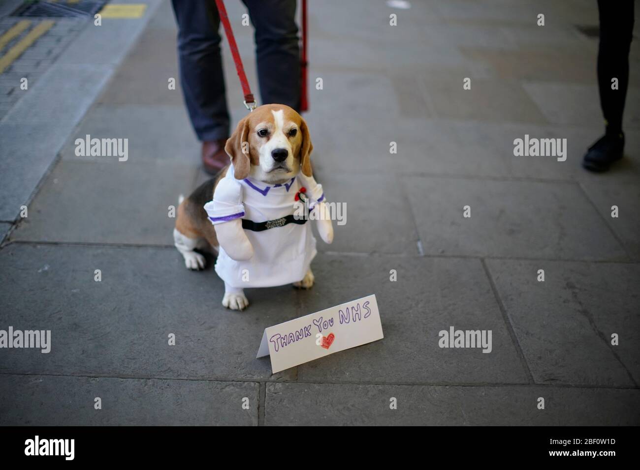 Un chien du centre de Londres, aide à saluer les héros locaux au cours de l'initiative nationale Clap for Carers NHS de jeudi pour applaudir les travailleurs et les soignants du NHS qui luttent contre la pandémie de coronavirus. Banque D'Images