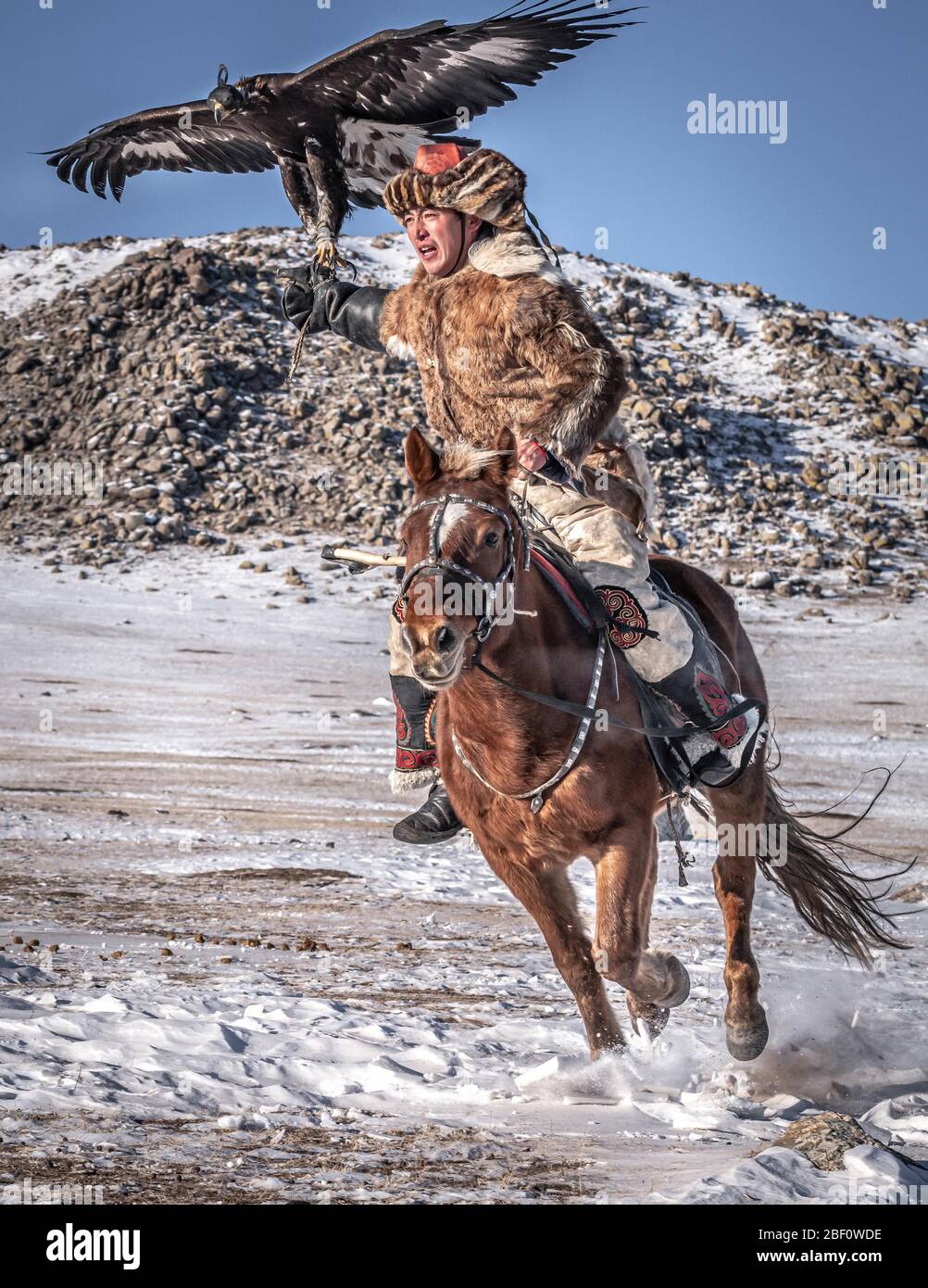 Chasseur d'aigles mongol, le kazakh fait du cheval avec un aigle formé en hiver, province de Bayan-Olgii, Mongolie Banque D'Images