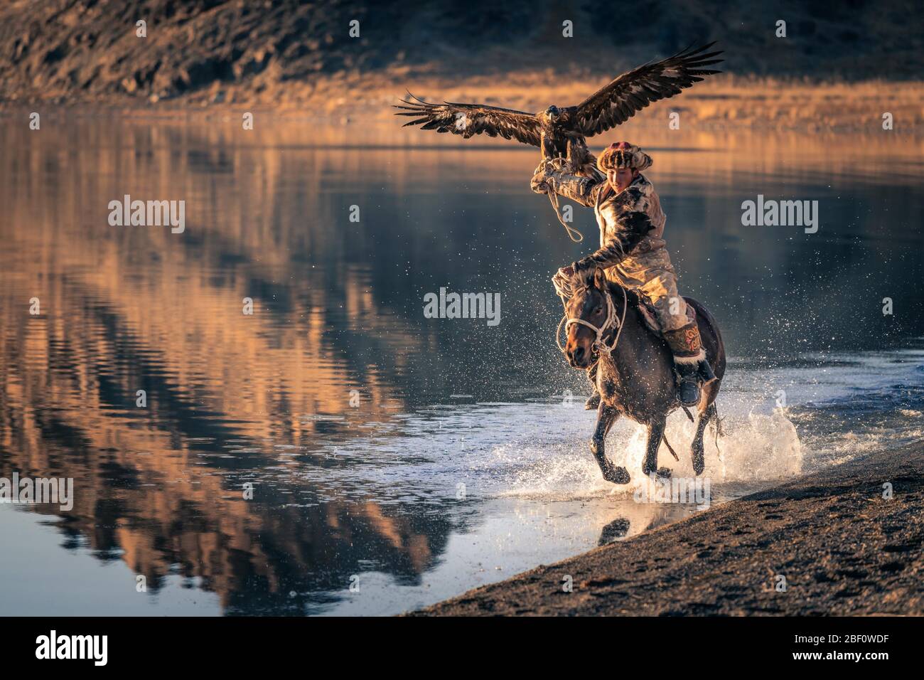 Chasseur d'aigles mongol, le kazakh monte à cheval à travers l'eau avec aigle formé, province de Bayan-Olgii, Mongolie Banque D'Images