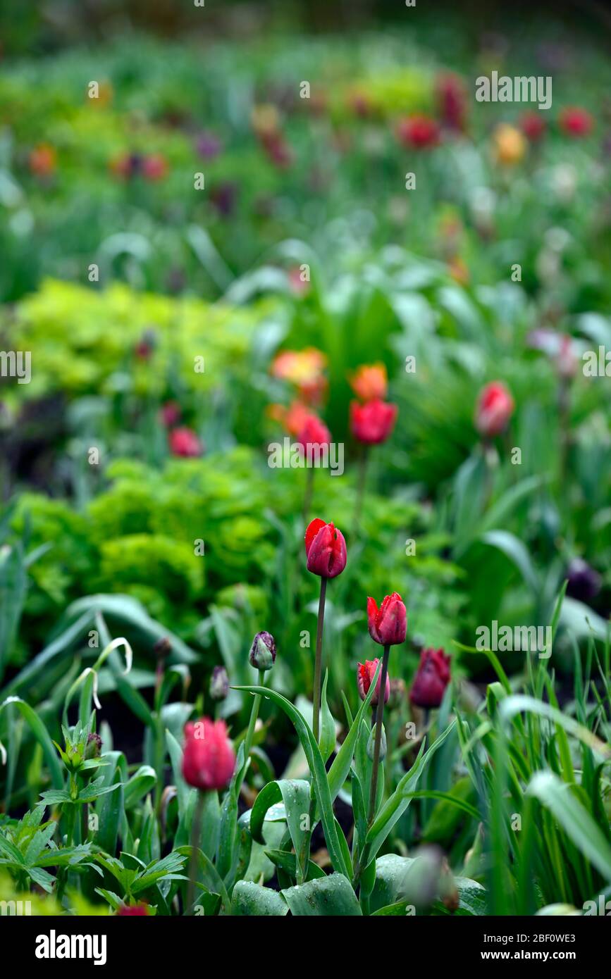 tulipa,tulipe,tulipes,mélange,mixte,bordure,lit,rouge,prange,violet,RM Floral Banque D'Images
