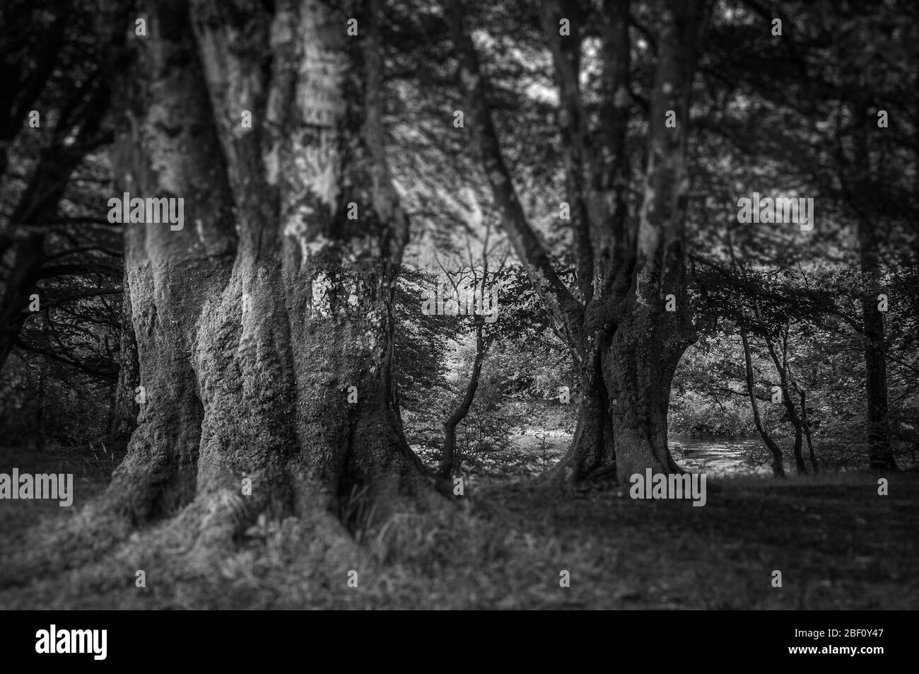 Effet noir et blanc des vieux arbres de hêtre couverts de mousse, Glencoe, Écosse Banque D'Images