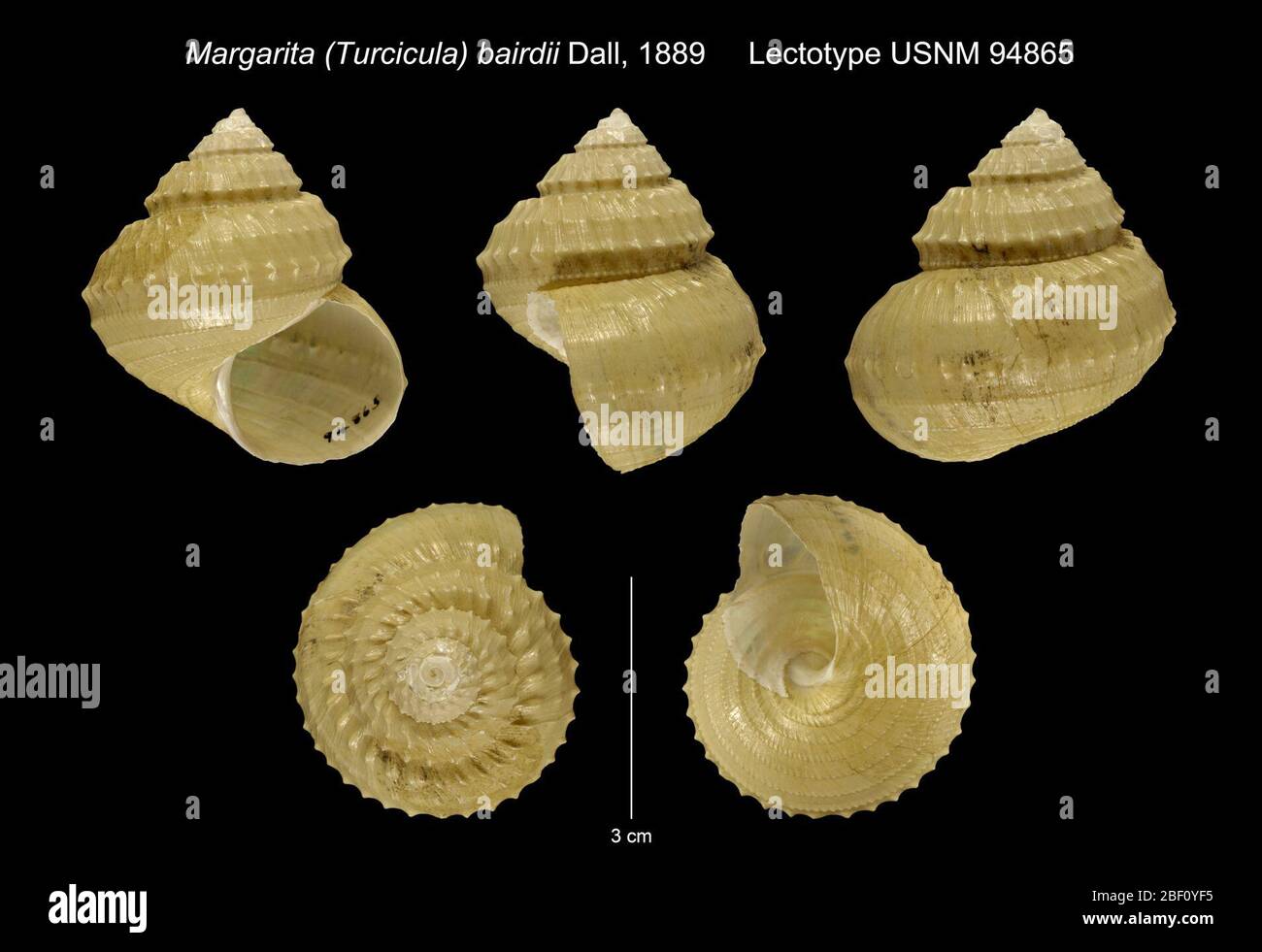 Margarita Turcicula biairdii. Lectotype sélectionné par McLean dans Keen (1971), Sea Shells of Tropical West America, PG. 944 (légende, fig. 62) comme 'holotype'. Paralectotypes USNM 118230-2, 677109, 887467 ; MCZ 187483. Localité spécifiée par Dall (1890:346-348) comme USFC 2839.30 Mar 201728391 Banque D'Images