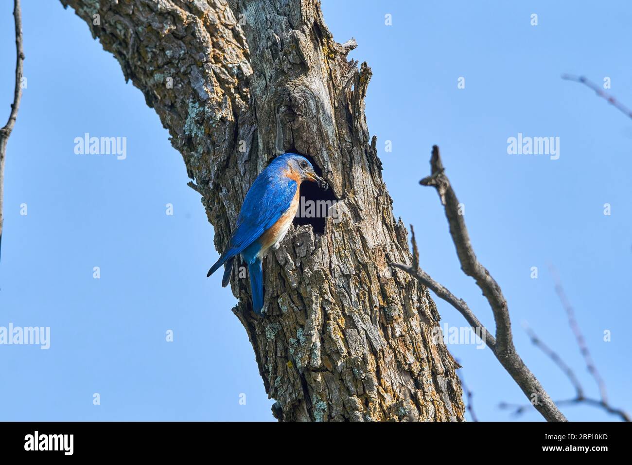 Mâle de l'est Bluebird (Sialia sialis) perché sur le bord de l'orifice de nidification au Texas Banque D'Images