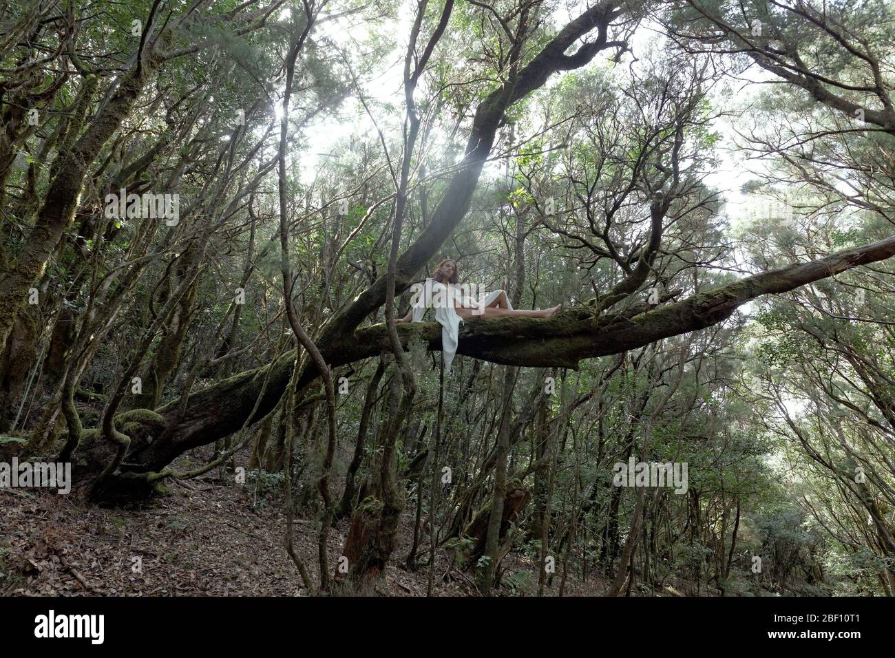 Modèle sur arbre dans le parc national de Garajonay, la Gomera, Espagne Banque D'Images