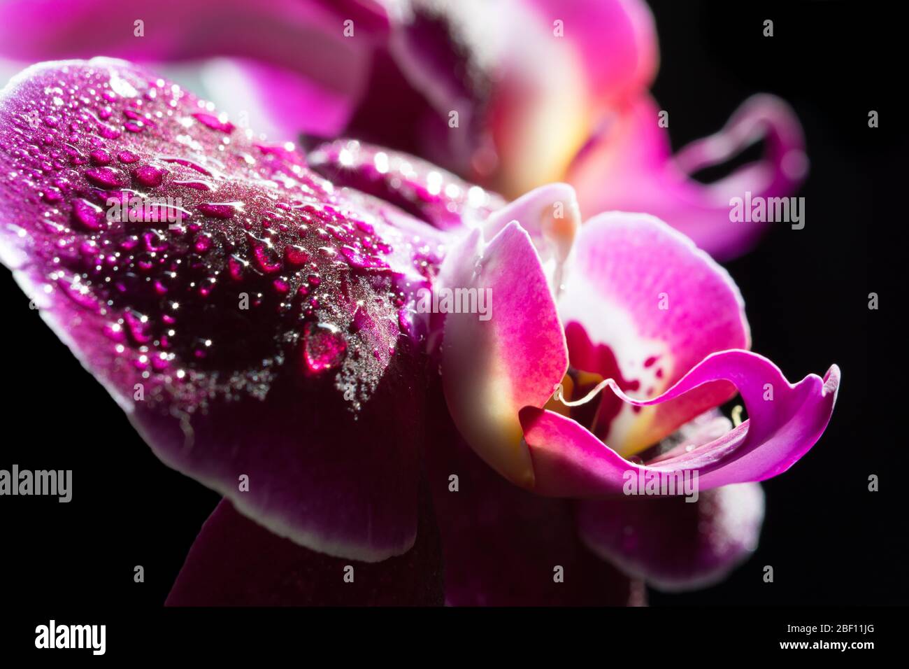 Gros plan de deux fleurs d'orchidée violette sur fond noir Banque D'Images