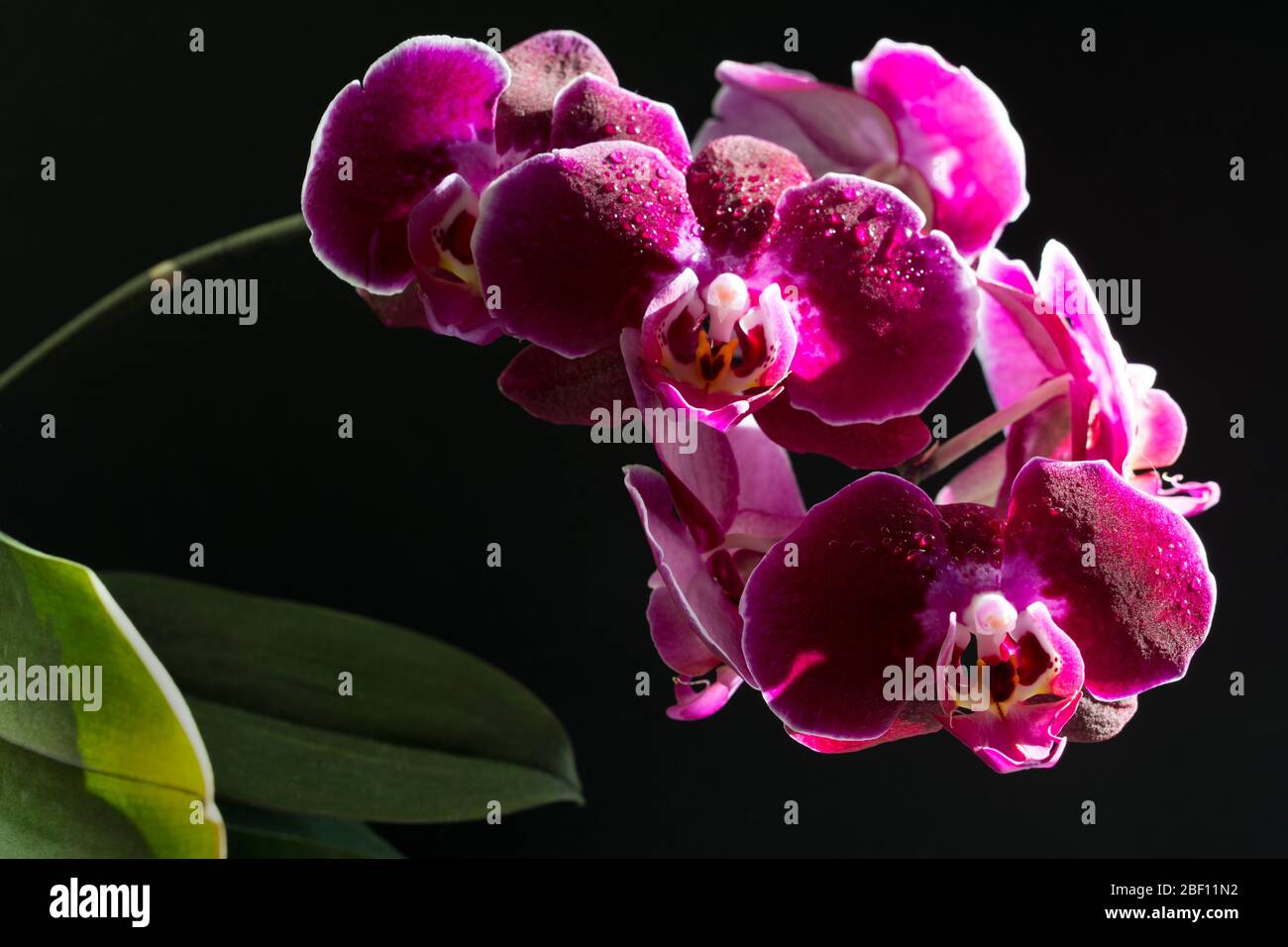 Plante d'orchidée avec de belles fleurs violettes sur fond noir Banque D'Images