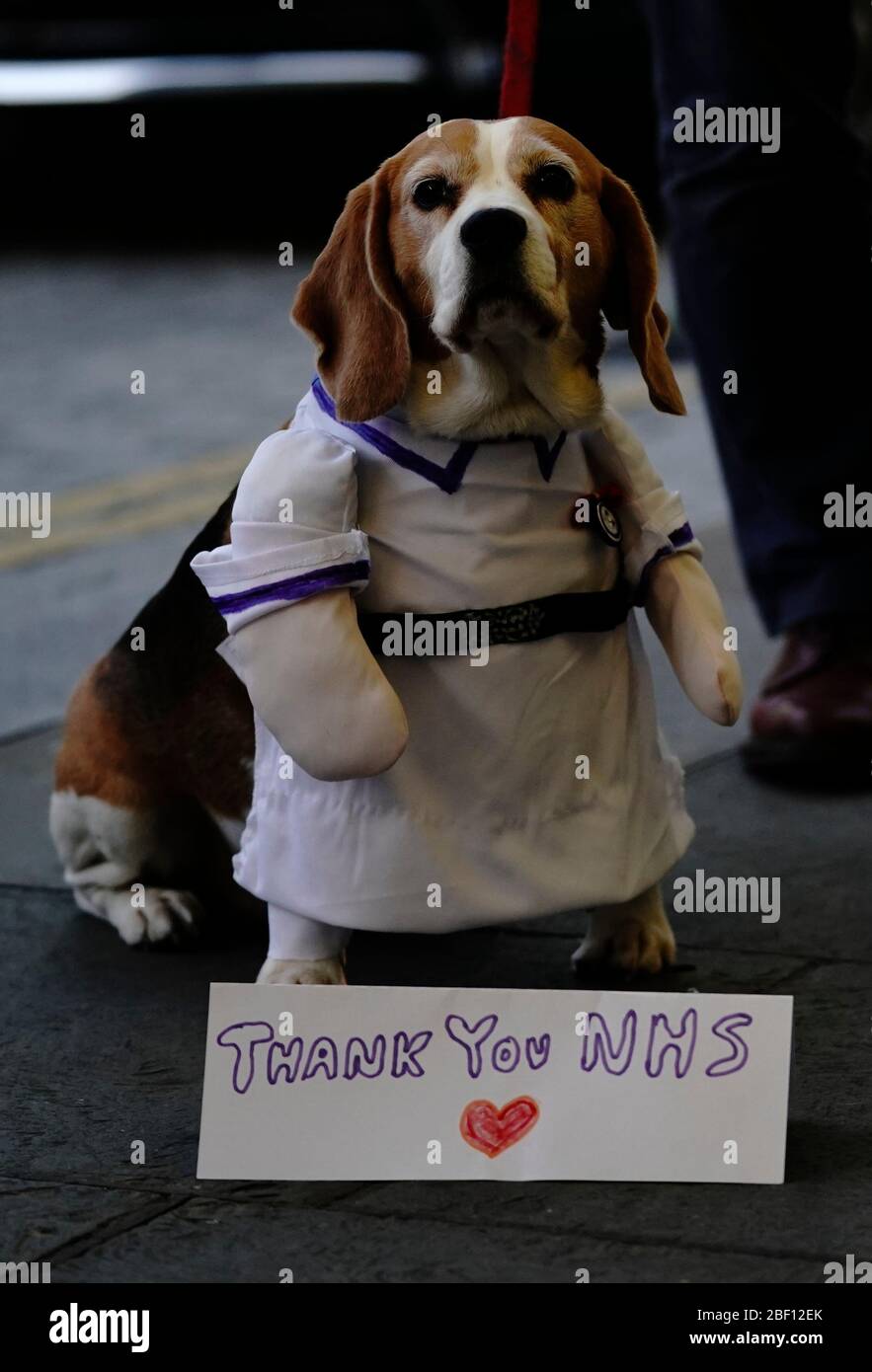Un chien du centre de Londres, aide à saluer les héros locaux au cours de l'initiative nationale Clap for Carers NHS de jeudi pour applaudir les travailleurs et les soignants du NHS qui luttent contre la pandémie de coronavirus. Banque D'Images