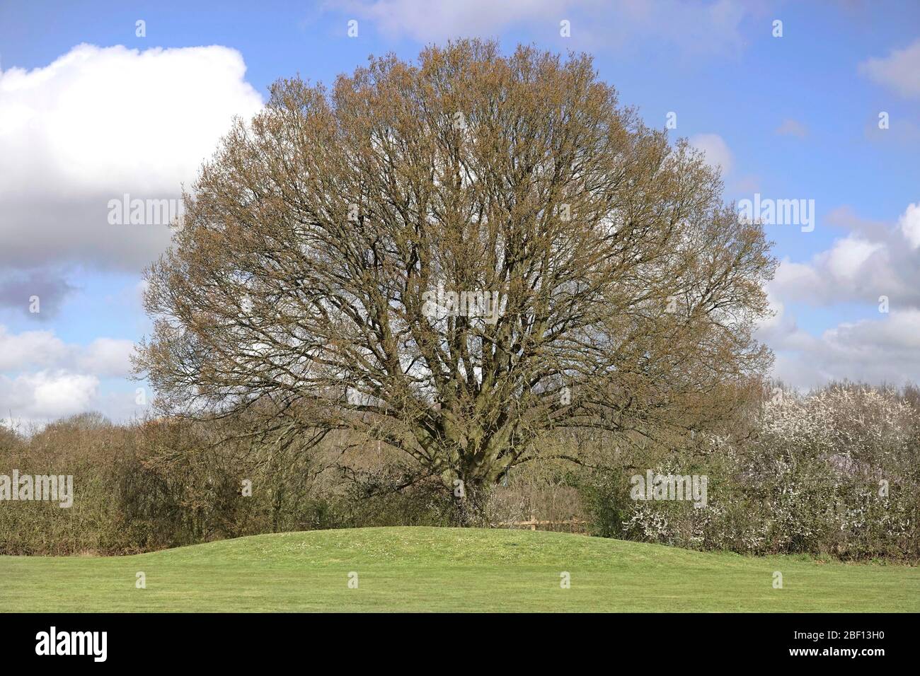 Printemps soleil dans le paysage rural Anglais feuillus chêne arbre & campagne hedgerow entrée dans feuille & fleur Brentwood Essex Angleterre Royaume-Uni Banque D'Images