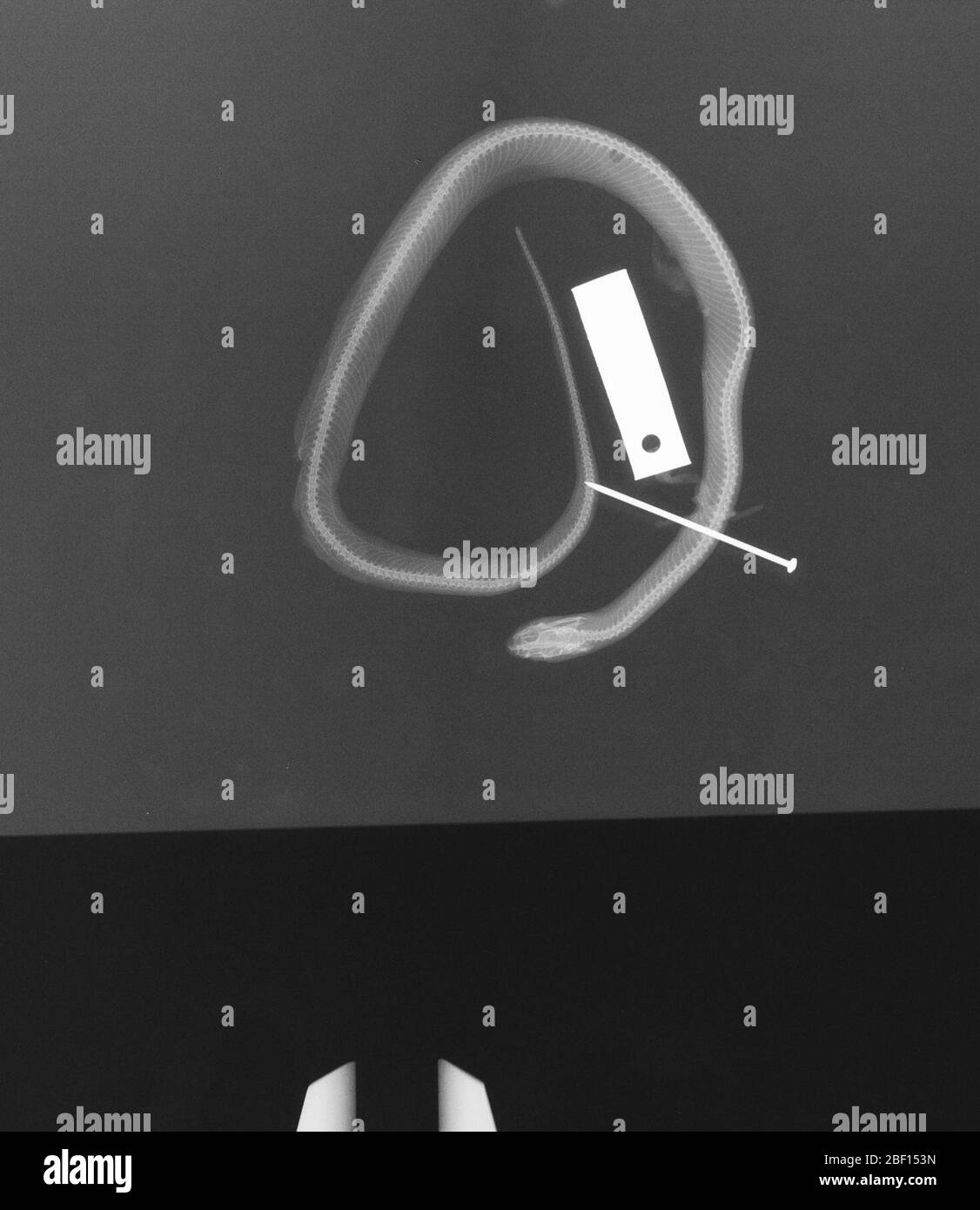 Hypsiglena torquata. 2 octobre 20181 Banque D'Images