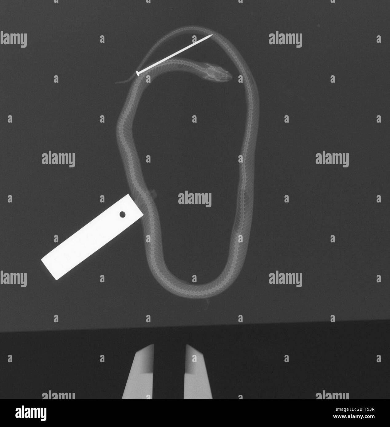 Hypsiglena janii texana. 24 janvier 20171 Banque D'Images