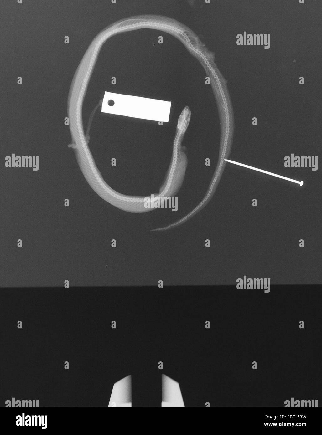 Hypsiglena janii texana. 2 octobre 20181 Banque D'Images