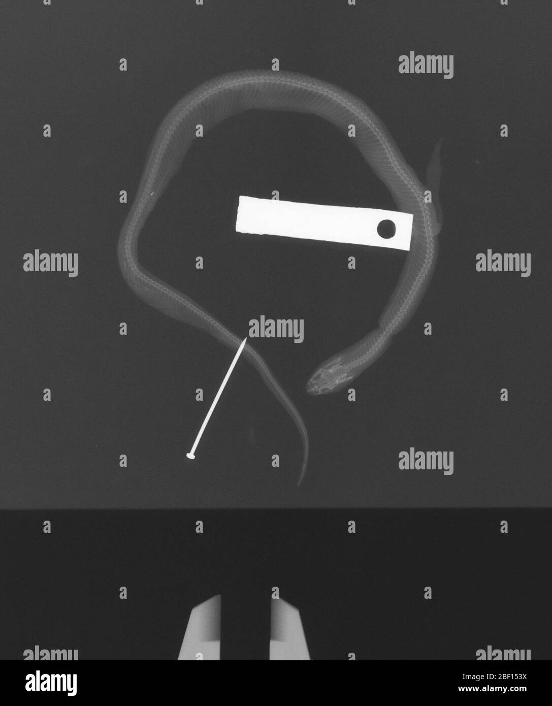 Hypsiglena janii janii. 24 janvier 20171 Banque D'Images