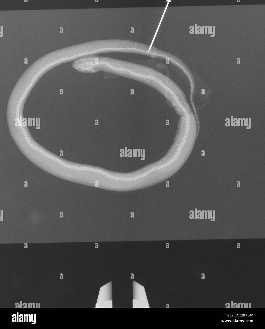 Hypsiglena chlorophée chlorophée. 2 octobre 20181 Banque D'Images