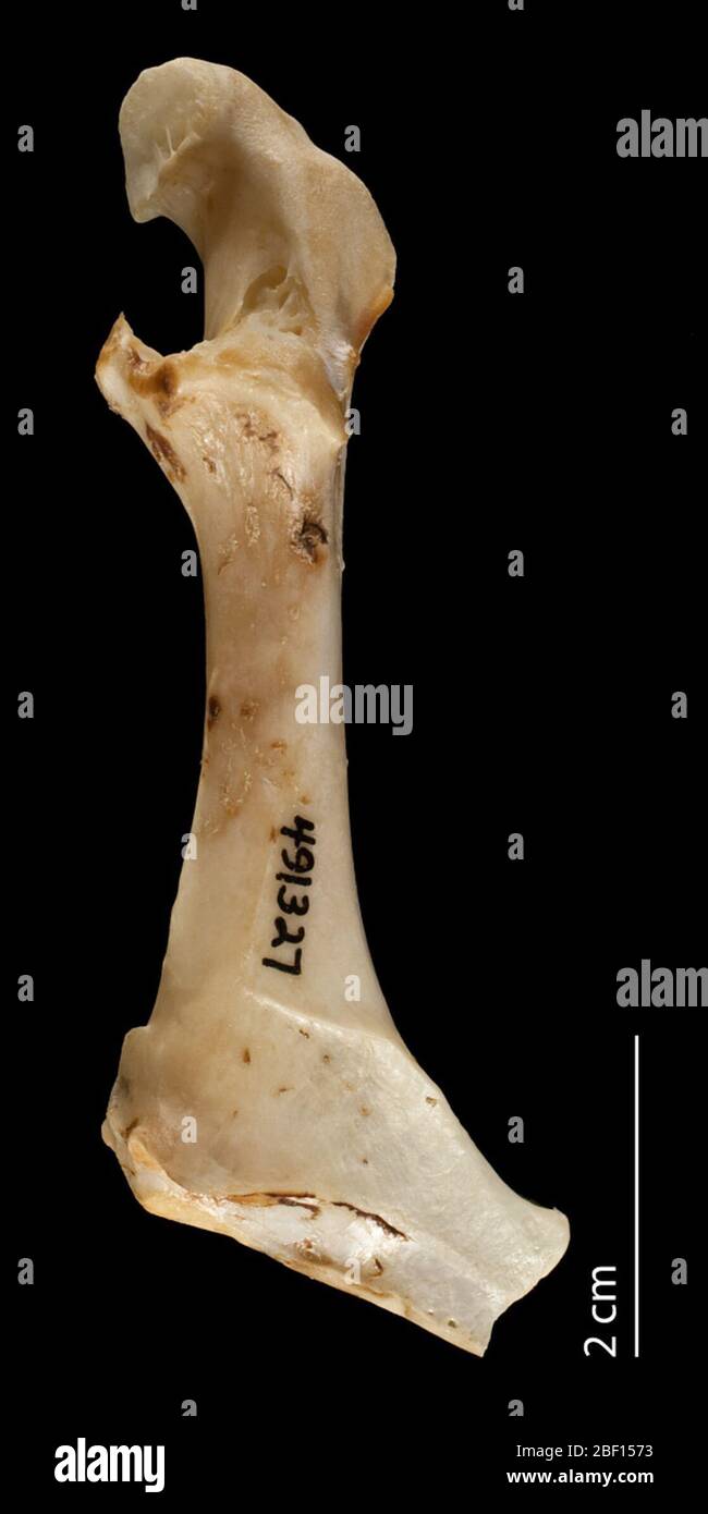 Os Appele Familierement Le Plat De L épaule Coracoïdes Banque de photographies et d'images à haute résolution - Alamy