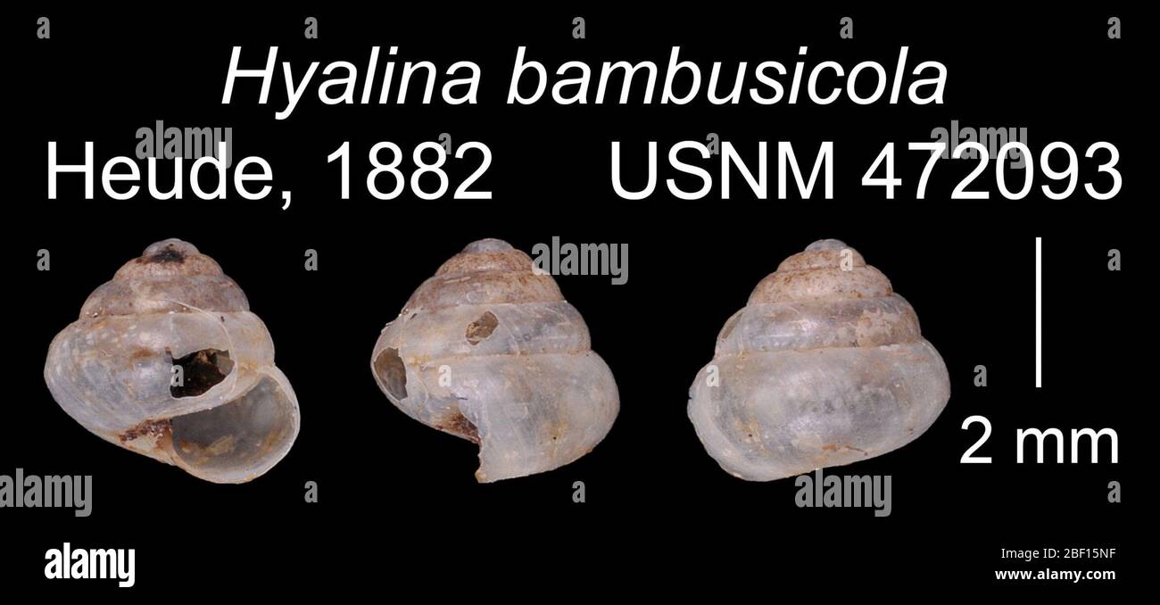 Hyalina bambusicola. 20 janvier 20161 Banque D'Images