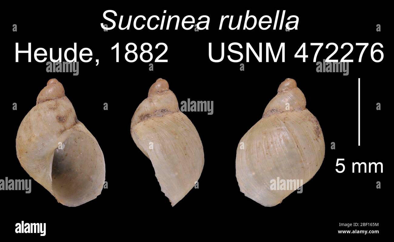 Érythrophana de Succinea. 20 janvier 20161 Banque D'Images