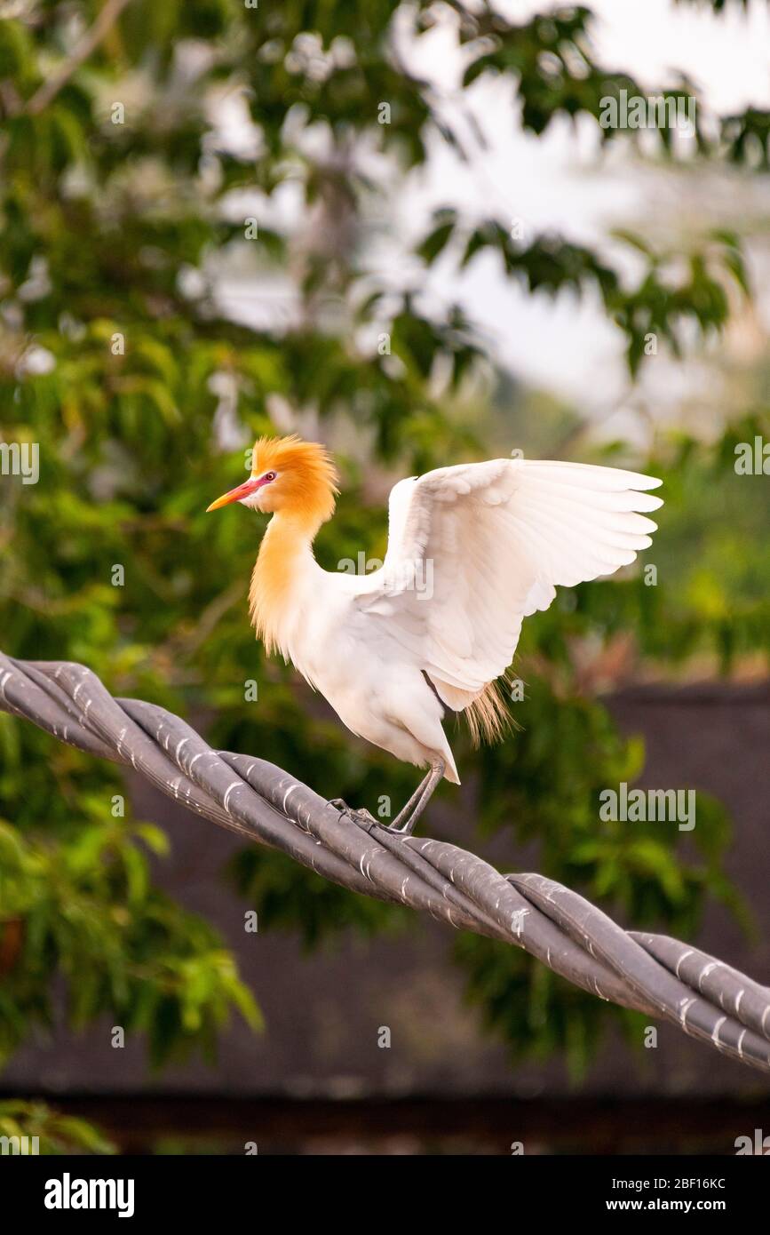 Gros plan vertical d'un bétail Egret à Bali, Indonésie. Banque D'Images