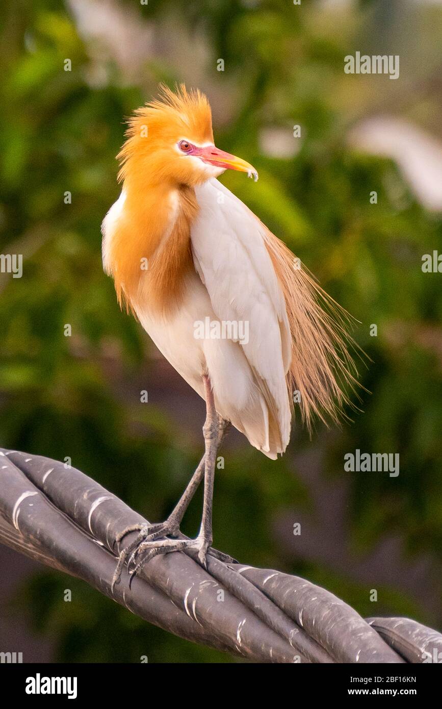 Gros plan vertical d'un bétail Egret à Bali, Indonésie. Banque D'Images