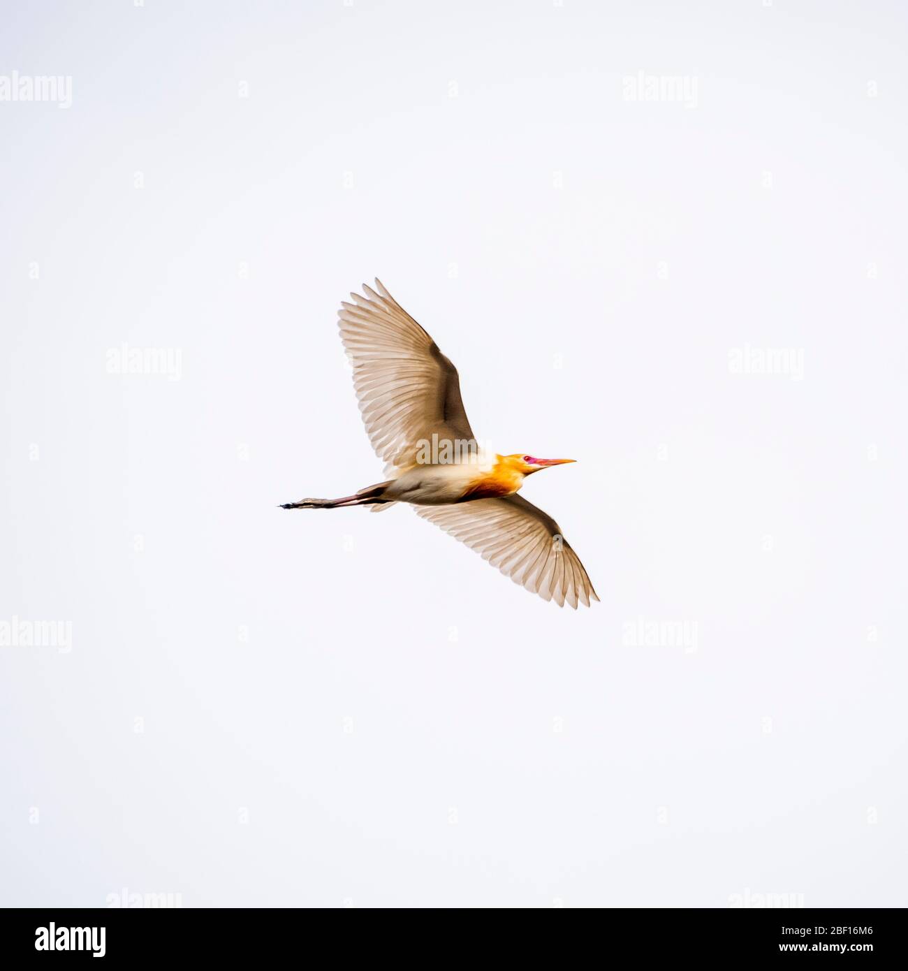 Vue sur la place d'un aigrette de bétail en vol à Bali, Indonésie. Banque D'Images