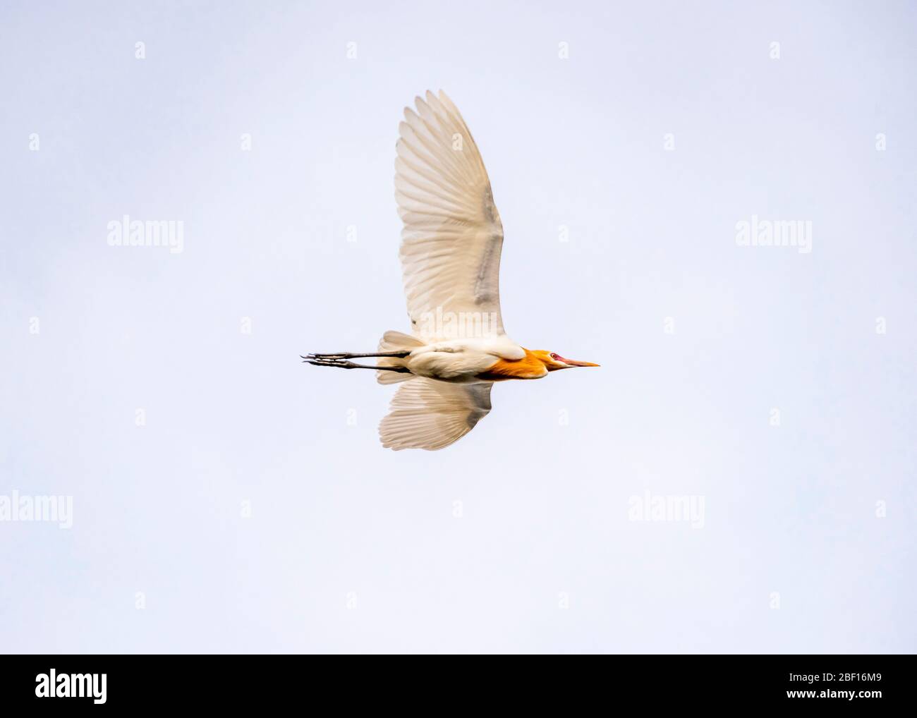 Vue horizontale d'un aigrette de bétail en vol à Bali, Indonésie. Banque D'Images