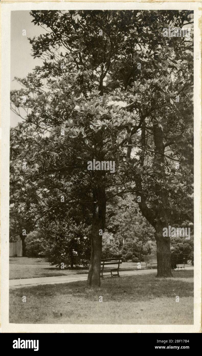 Arbres à Washington DC. Smithsonian institution Archives, Record Unit 7355, Martin A. Gruber Photothèque, image No SIA2010-2079Smithsonian institution Archives, Capital Gallery, Suite 3000, MRC 507; 600 Maryland Avenue, SW; Washington, DC 20024-2520 Banque D'Images