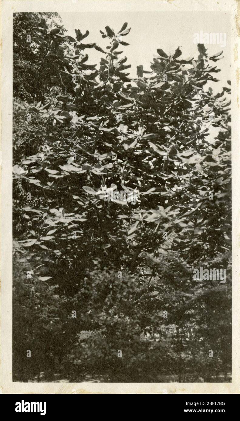 Arbres à Washington DC. Smithsonian institution Archives, Record Unit 7355, Martin A. Gruber Photothèque, image No SIA2010-2078Smithsonian institution Archives, Capital Gallery, Suite 3000, MRC 507; 600 Maryland Avenue, SW; Washington, DC 20024-2520 Banque D'Images