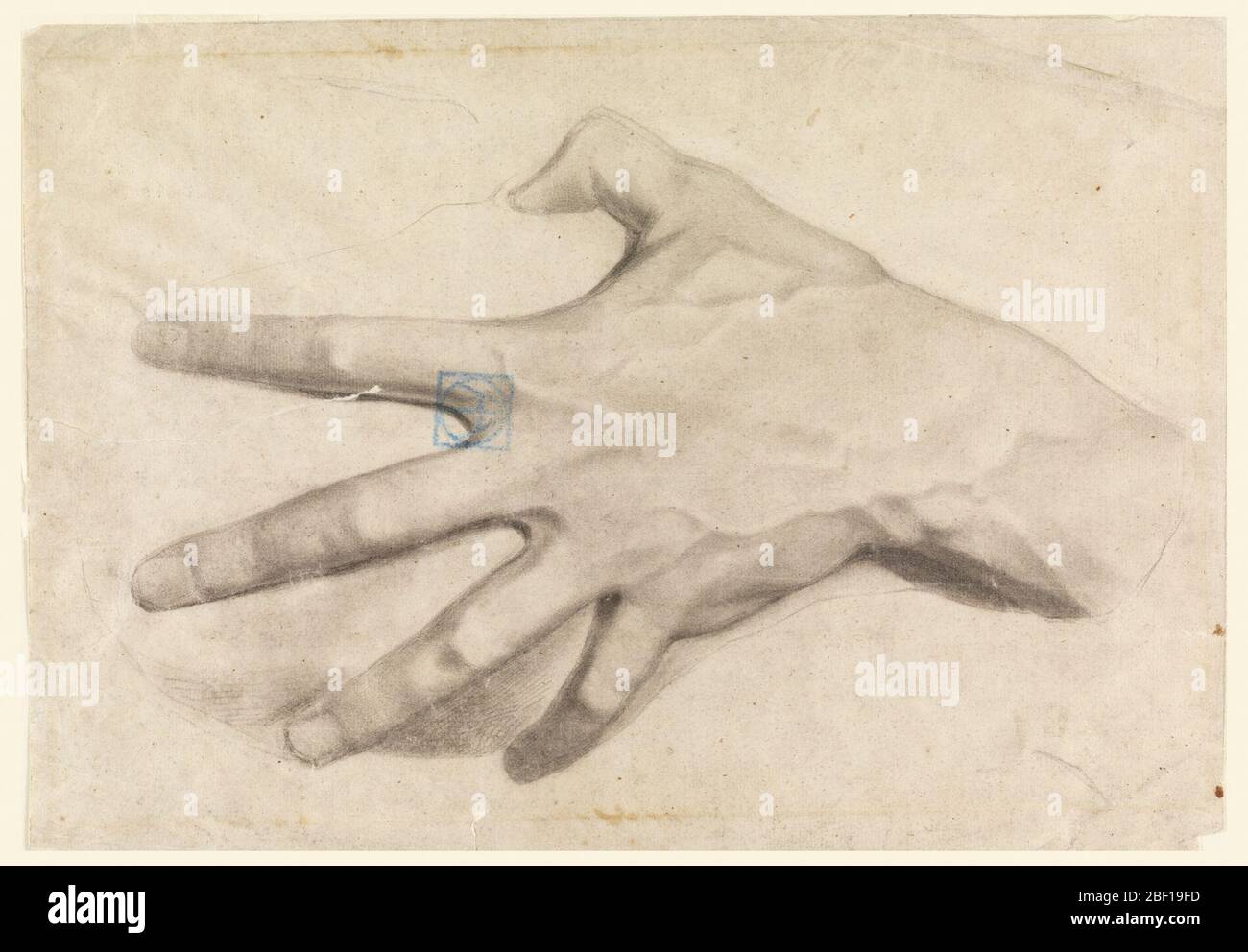 Étude d'une main. Étude de la main gauche d'un homme, légèrement trempée avec des tendons et des veines apparentes. Banque D'Images Étude d'une main. Étude de la main gauche d'un homme, légèrement trempée avec des tendons et des veines apparentes. Banque D'Images