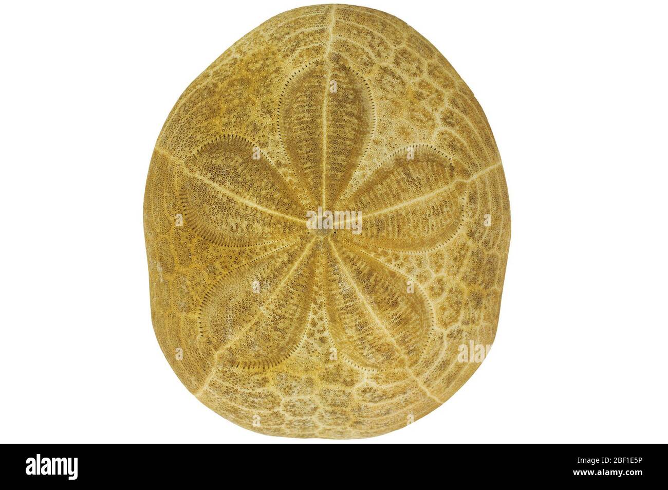 Biscuit de mer. Cet objet fait partie de la collection éducation et sensibilisation, dont certaines sont dans le centre d'éducation scientifique Q?rius et sont disponibles pour voir.114 Jan 2020 Banque D'Images