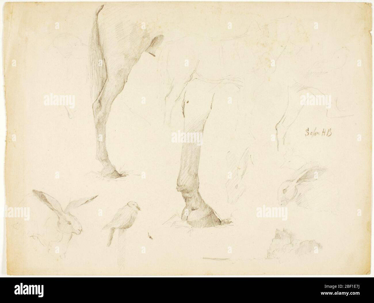 Étude de cheval et lapins. Banque D'Images