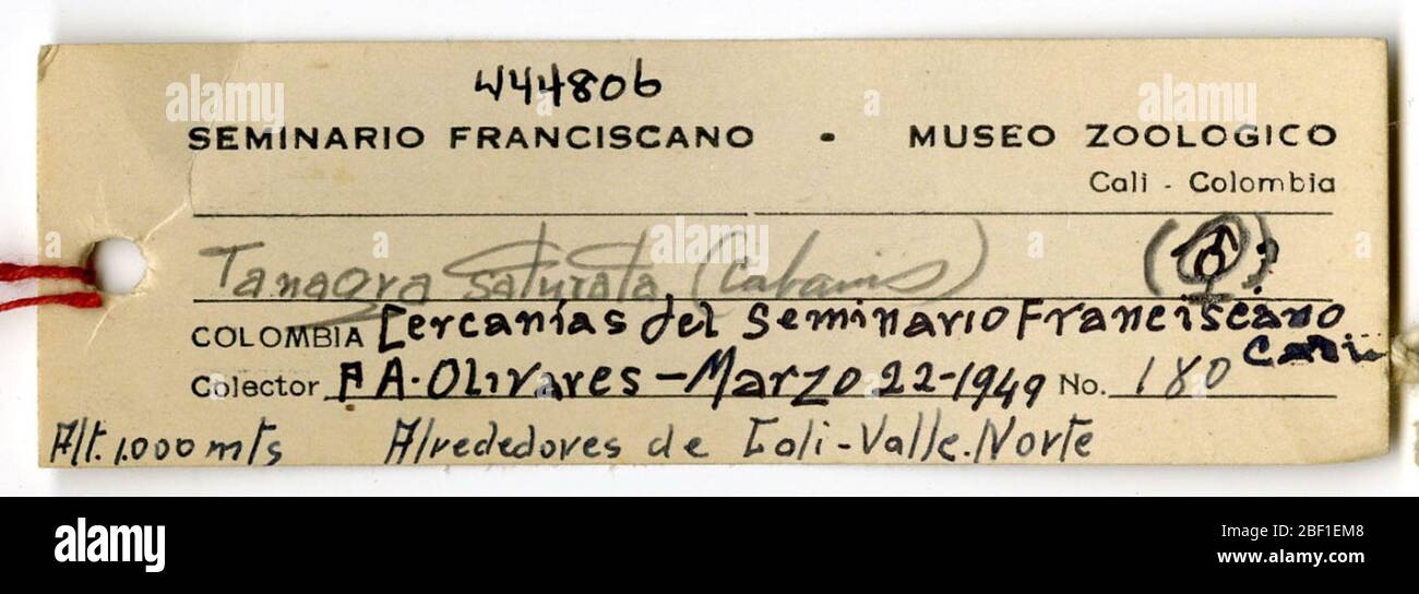 Euphoria saturata. 18 août 20141 Banque D'Images