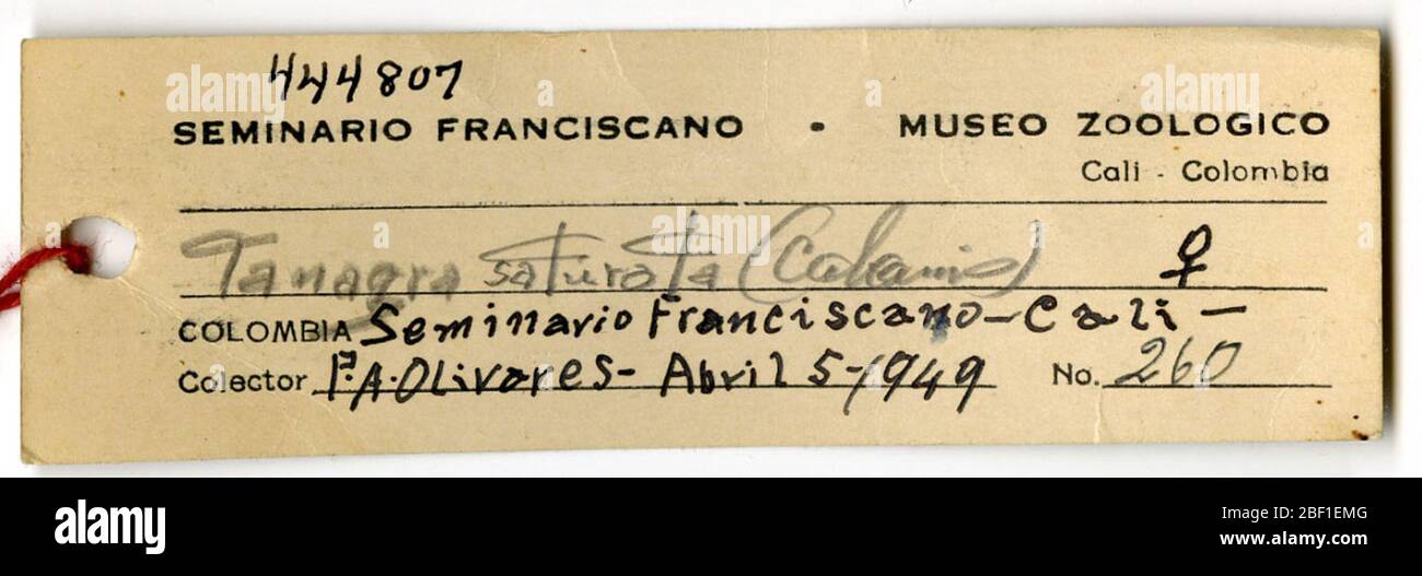 Euphoria saturata. 18 août 20141 Banque D'Images