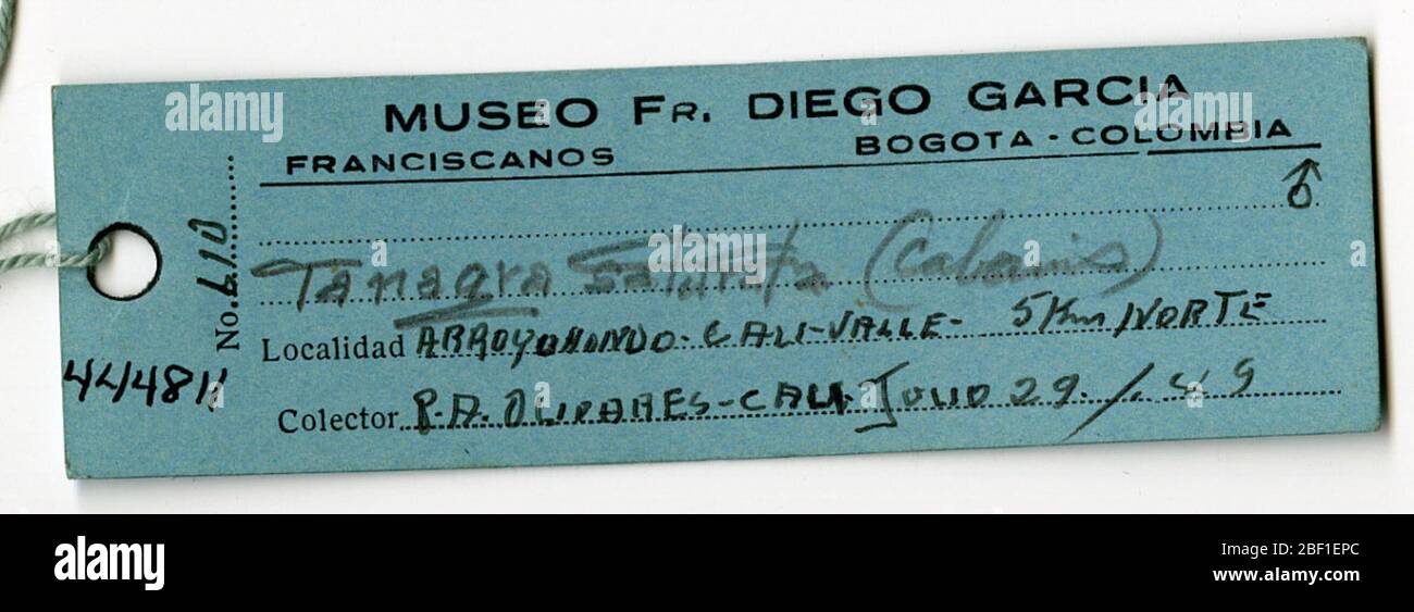 Euphoria saturata. 18 août 20141 Banque D'Images