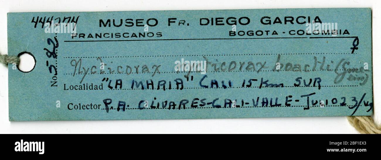 Nycticorax nycticorax hoactli. 13 août 20141 Banque D'Images