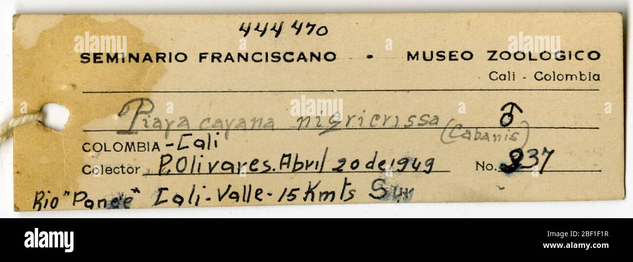 Piaya cayana nigririssa. 17 octobre 20181 Banque D'Images