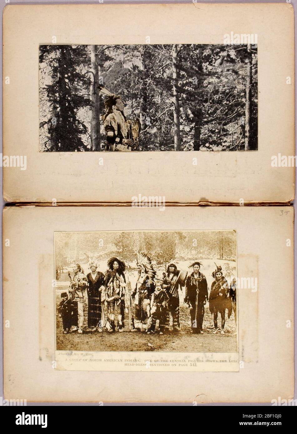 N am Indiens dossier d'étude pour le livre dissimulation coloration dans le Royaume d'animaux. Banque D'Images