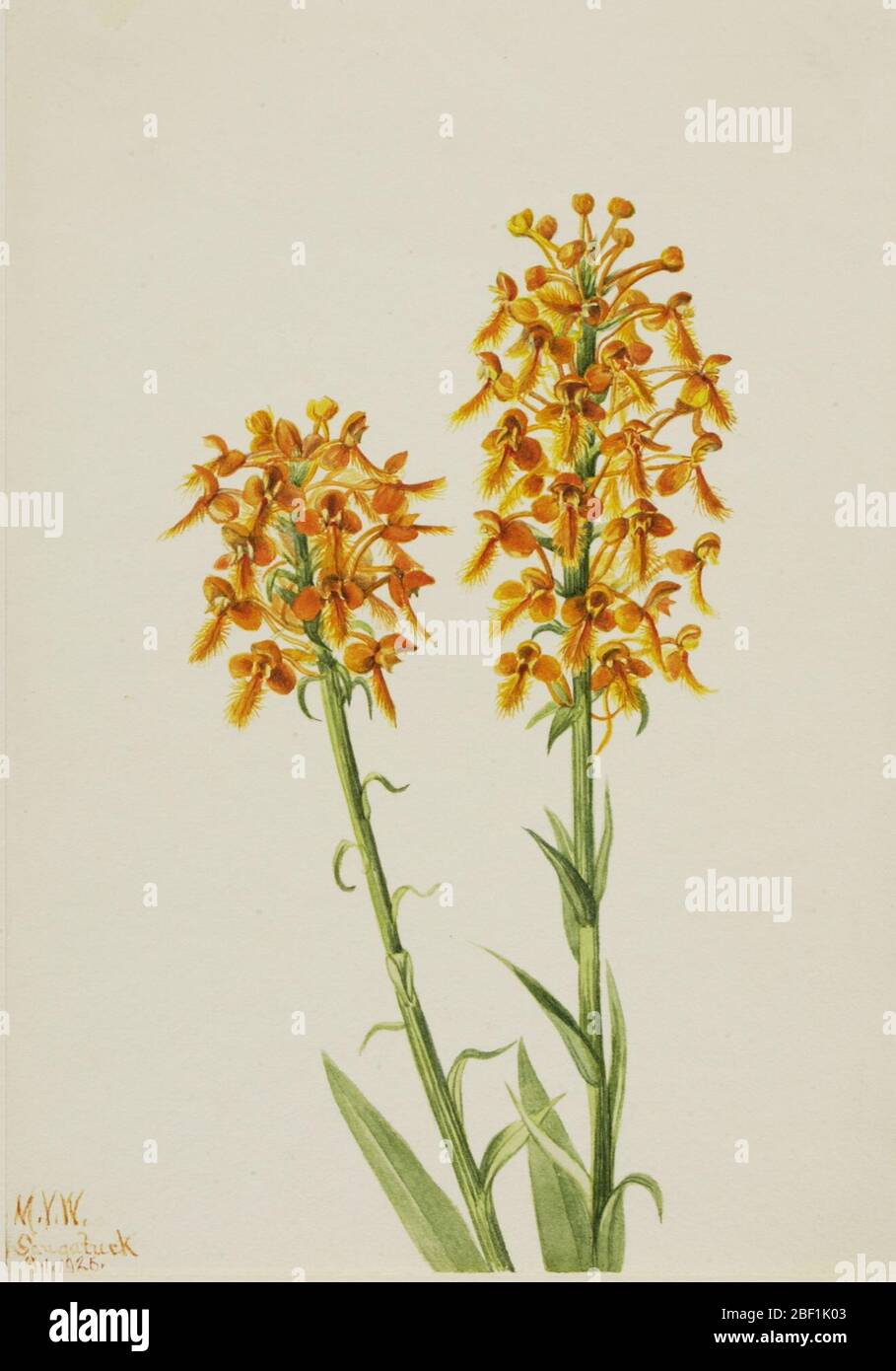 Orchid jaune Fryge Habenaria ciliaris. Banque D'Images