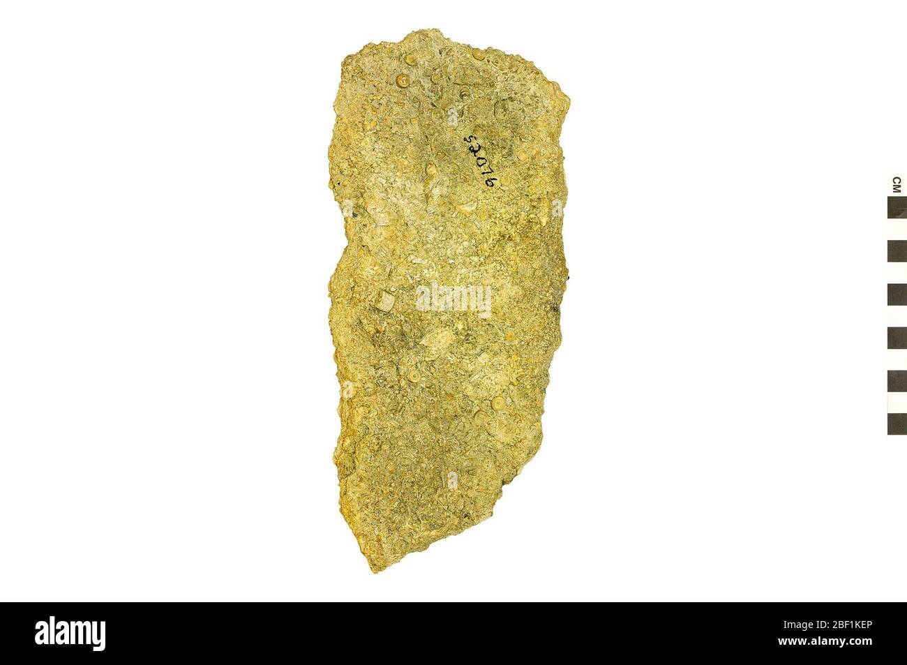 Crinoïde. Cet objet fait partie de la collection éducation et sensibilisation, dont certaines sont dans le centre d'éducation scientifique Q?rius et disponibles pour voir.Paléozoïque - Carboniferous114 Jan 2020 Banque D'Images