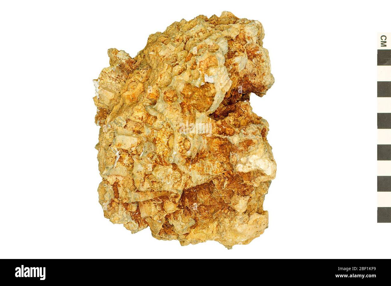 Corail de la corne fossile. Cet objet fait partie de la collection Education and Outreach, dont certains sont dans le centre d'éducation scientifique Q?rius et disponibles pour voir.Paléozoïque - Carbonifère - Bas/Early214 Jan 2020 Banque D'Images