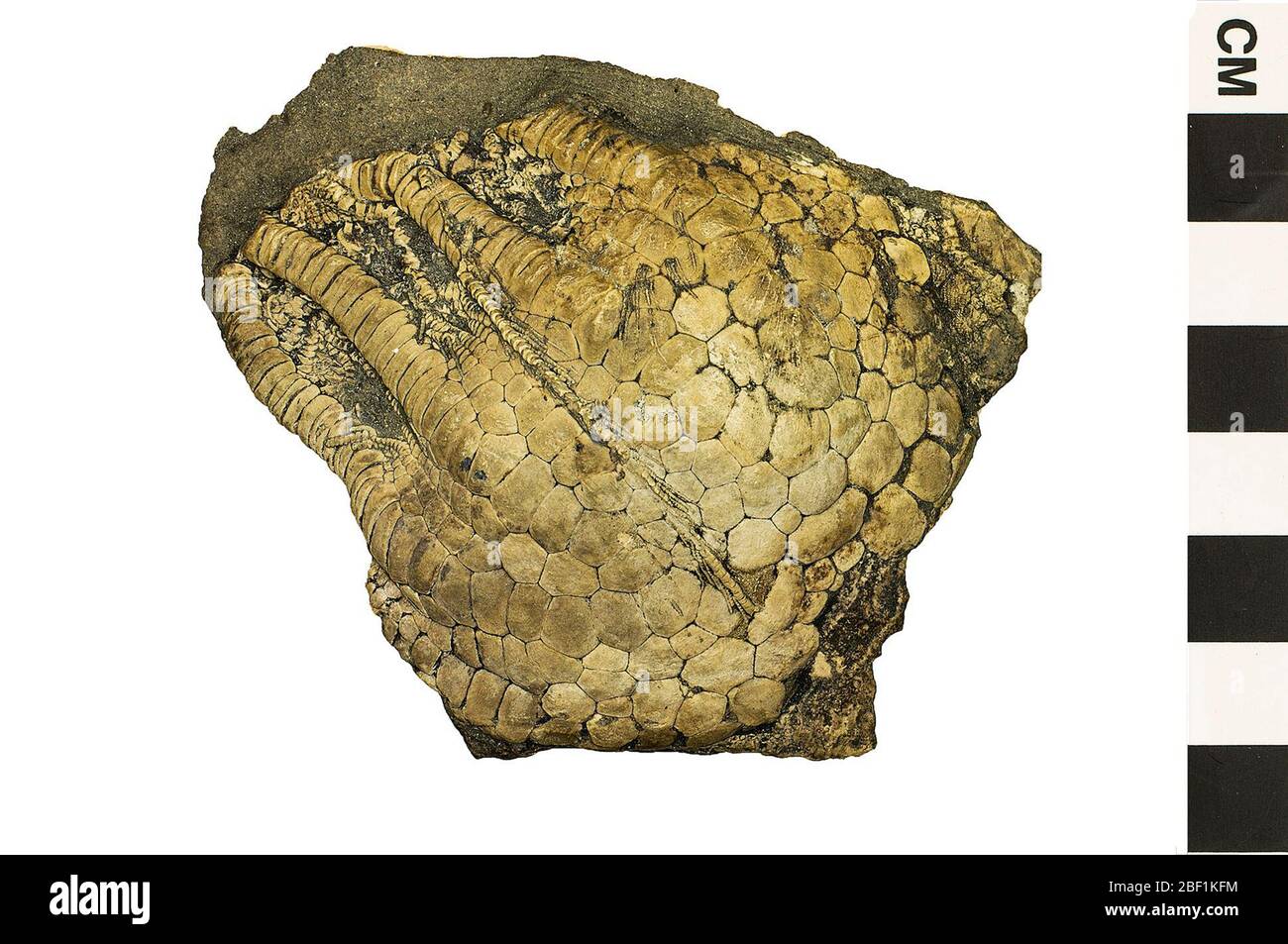 Crinoïde. Cet objet fait partie de la collection Education and Outreach, dont certains sont dans le centre d'éducation scientifique Q?rius et disponibles pour voir.Mésozoïque - Cretaceous114 Jan 20Niobrara Banque D'Images
