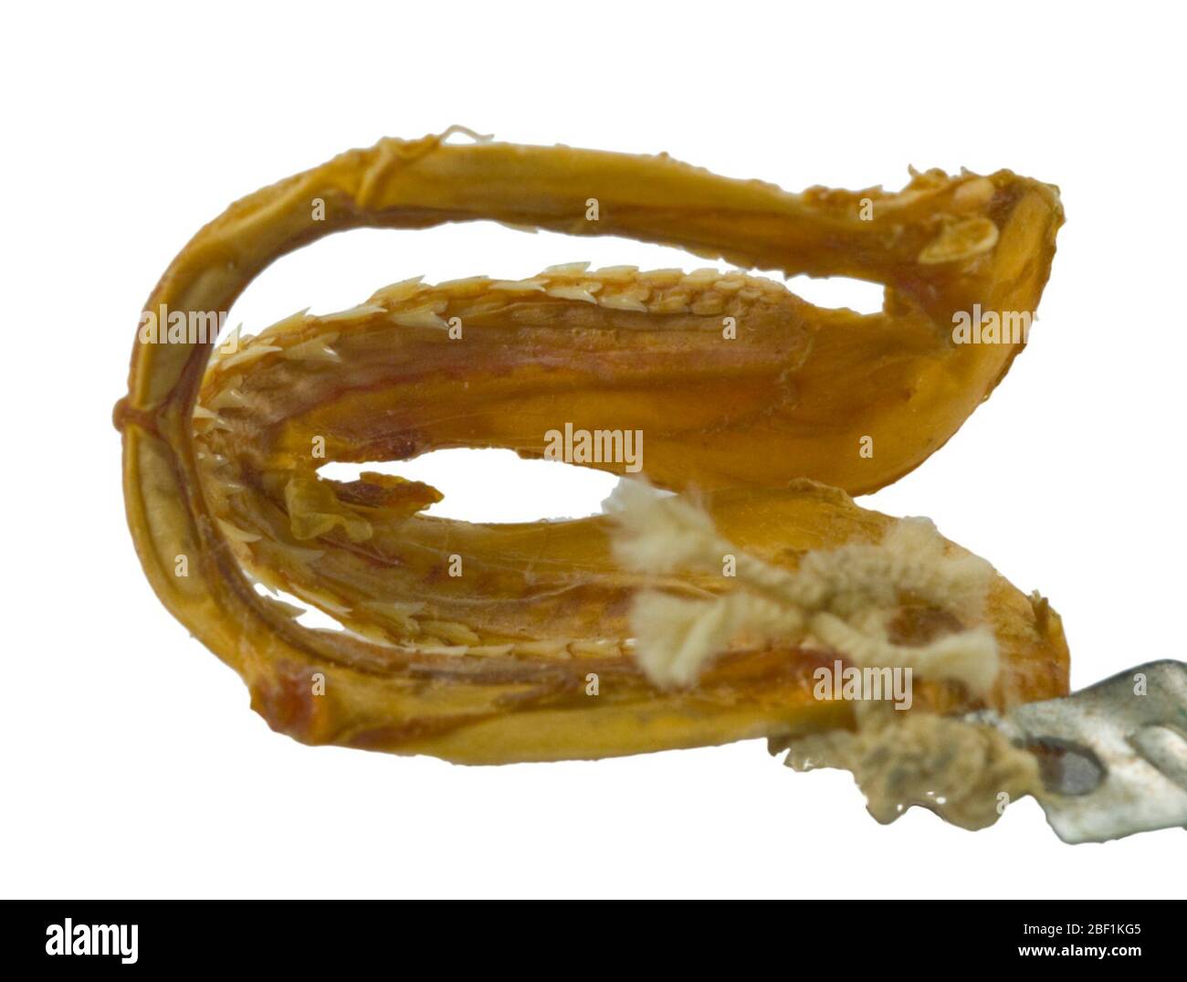 Carcharhinidae. Mâchoires et peau. Anciennement Bone Ledger numéro USNM 27617.Shark JAWS, pas Gymnura. Leandro Yokota, 2012.possiblement Rhizoprionodon, Loxodon ou Scoliodon. R. Purdy, décembre 2012.une mâchoire entière et un morceau de peau. Trouvé sec dans la collecte de fluides Janvier 2017. Déplacé vers la collection ostéo. Banque D'Images