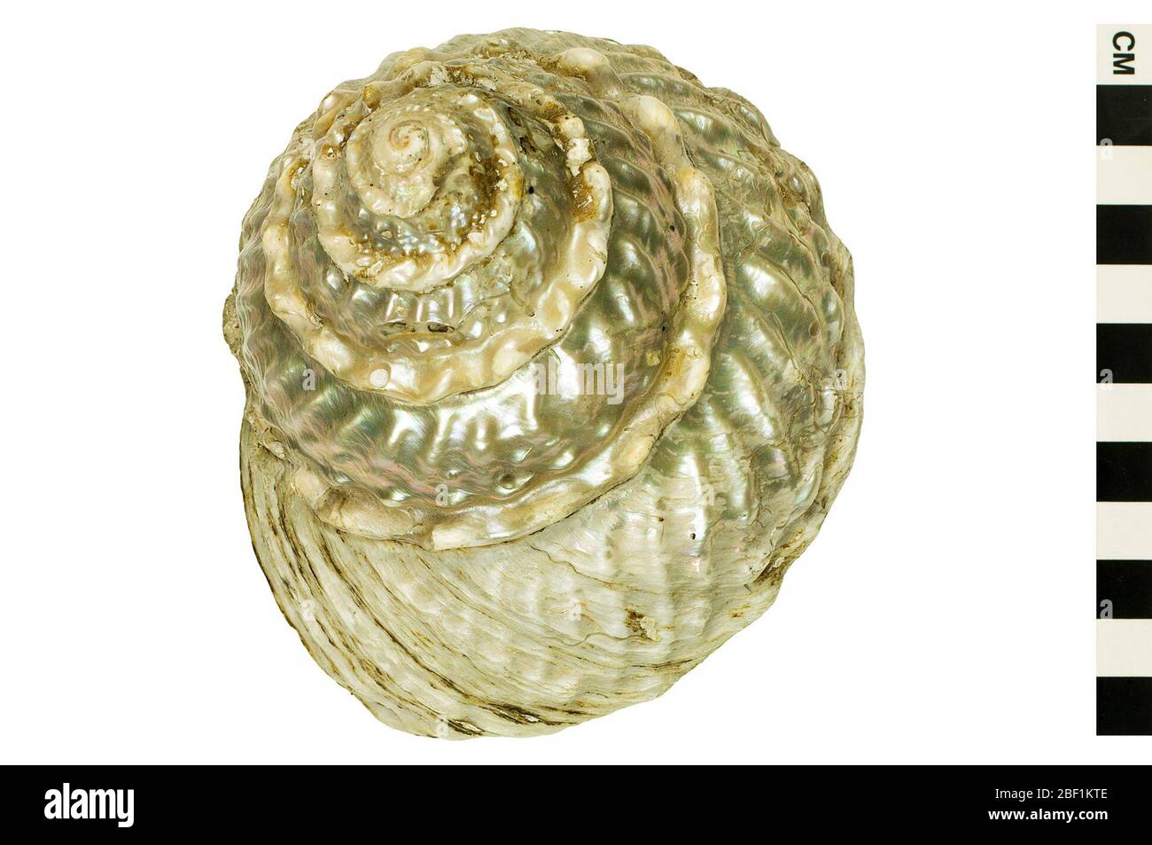 Turban ondulé Turban ondulé. Cet objet fait partie de la collection éducation et sensibilisation, dont certaines sont dans le centre d'éducation scientifique Q?rius et sont disponibles pour voir.114 Jan 2020 Banque D'Images