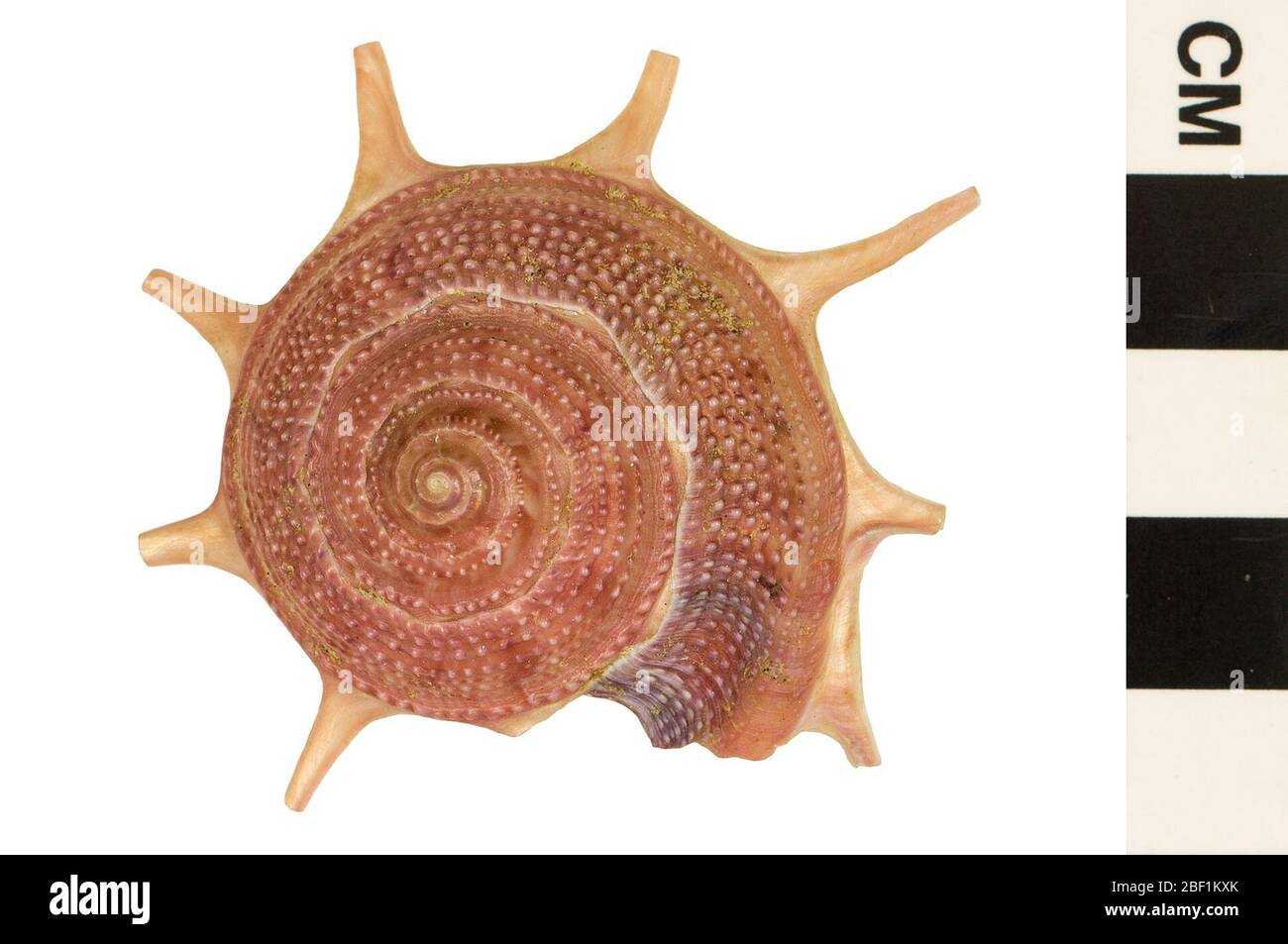 Étoile triomphante Turban. Cet objet fait partie de la collection éducation et sensibilisation, dont certaines sont dans le centre d'éducation scientifique Q?rius et sont disponibles pour voir.114 Jan 2020 Banque D'Images