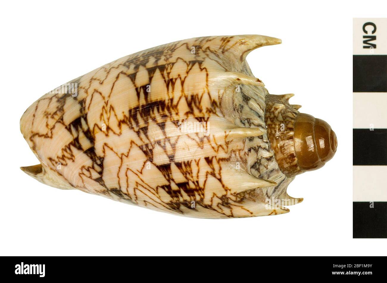 Volte impériale Volte impériale. Cet objet fait partie de la collection éducation et sensibilisation, dont certaines sont dans le centre d'éducation scientifique Q?rius et sont disponibles pour voir.214 Jan 2020 Banque D'Images