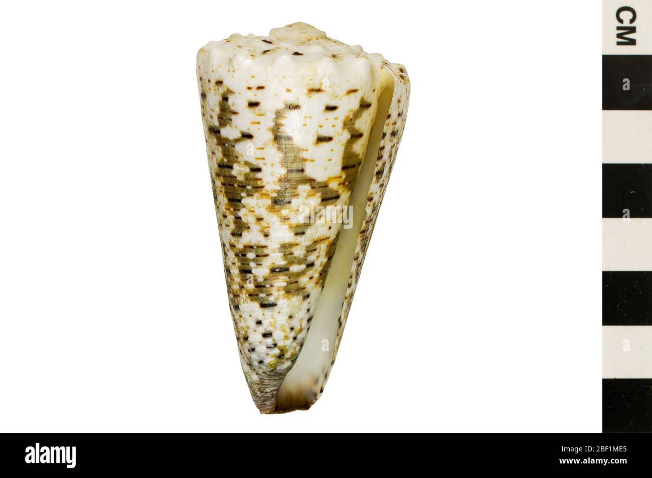 Cône impérial. Cet objet fait partie de la collection éducation et sensibilisation, dont certaines sont dans le centre d'éducation scientifique Q?rius et sont disponibles pour voir.214 Jan 2020 Banque D'Images