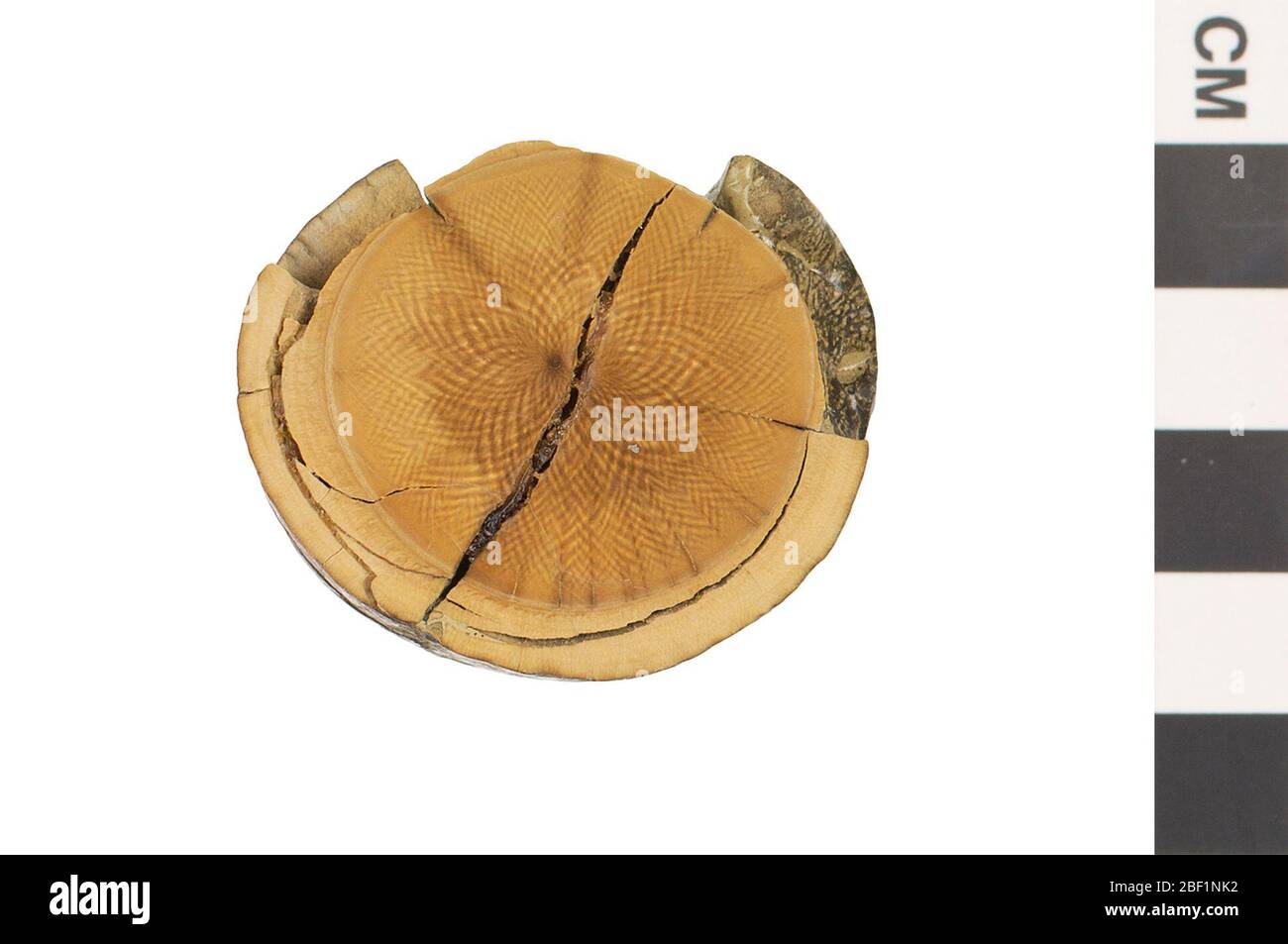 Fossile proboscidien. Cet objet fait partie de la collection Education and Outreach, dont certains sont dans le centre d'éducation scientifique Q?rius et disponibles pour voir.Cenozoïque - quaternaire - PleistoceneCette spécimen est une défense partielle fossilisée d'un membre de l'ordre Proboscidien. Banque D'Images