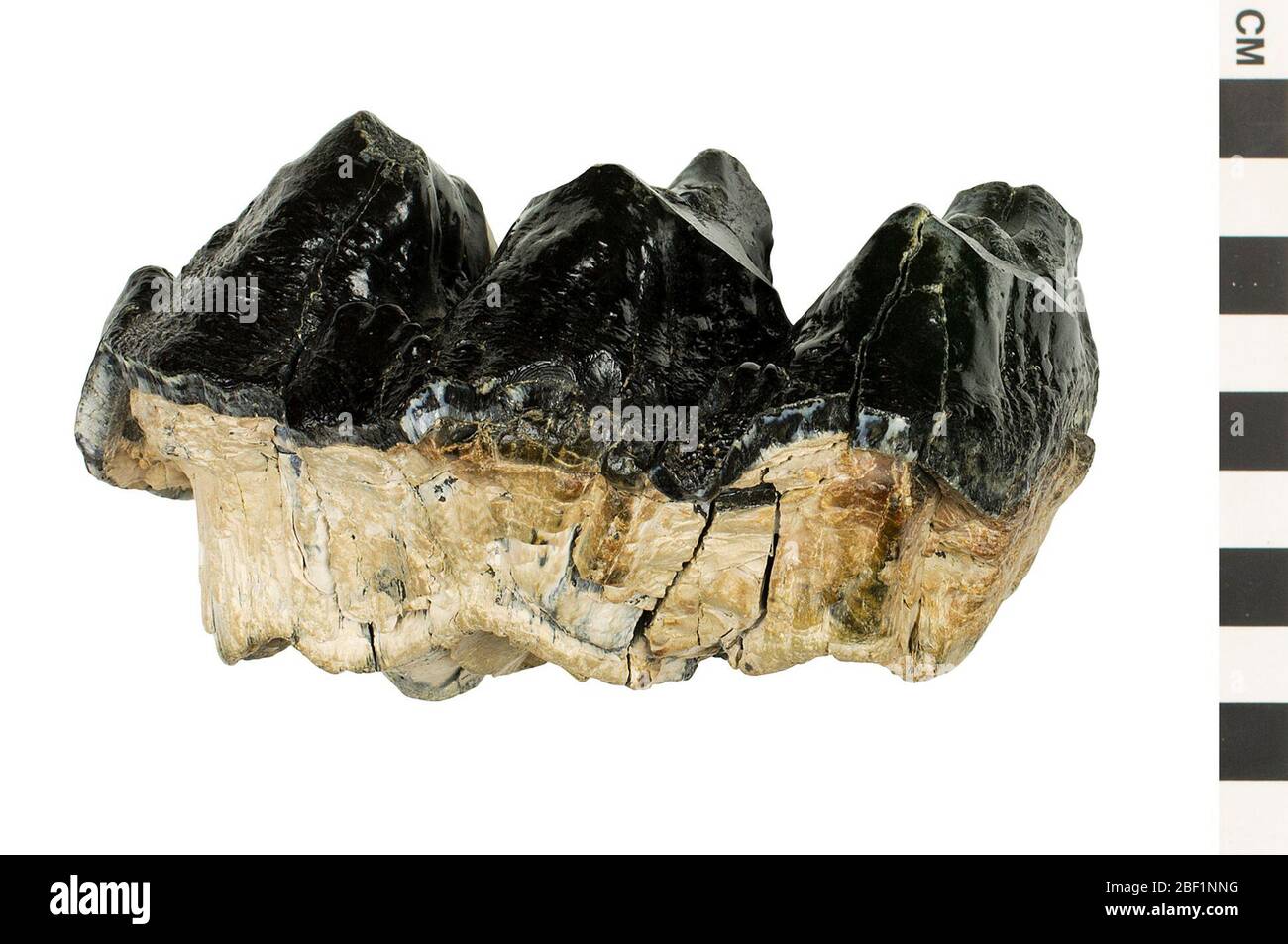 Mastodon Mastodon. Cet objet fait partie de la collection Education and Outreach, dont certains sont dans le centre d'éducation scientifique Q?rius et disponibles pour voir.Cenozoïque - quaternaire - PleistoceneCe molaire supérieur d'un Mastodon américain éteint. Banque D'Images